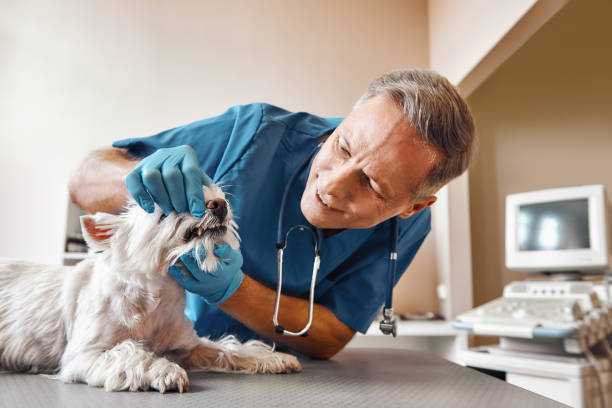 Best Broken or Chipped Tooth Repair in Bremerton, WA